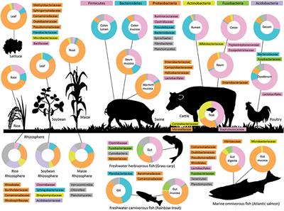 How Can We Define “Optimal Microbiota?”: A Comparative Review of Structure and Functions of Microbiota of Animals, Fish, and Plants in Agriculture